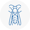 Ecclesfield Wasp Nest Removal